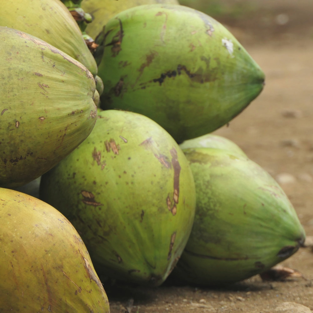 Fresh coconut supplier in Singapore