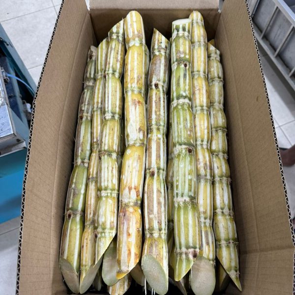 sugarcane supplier