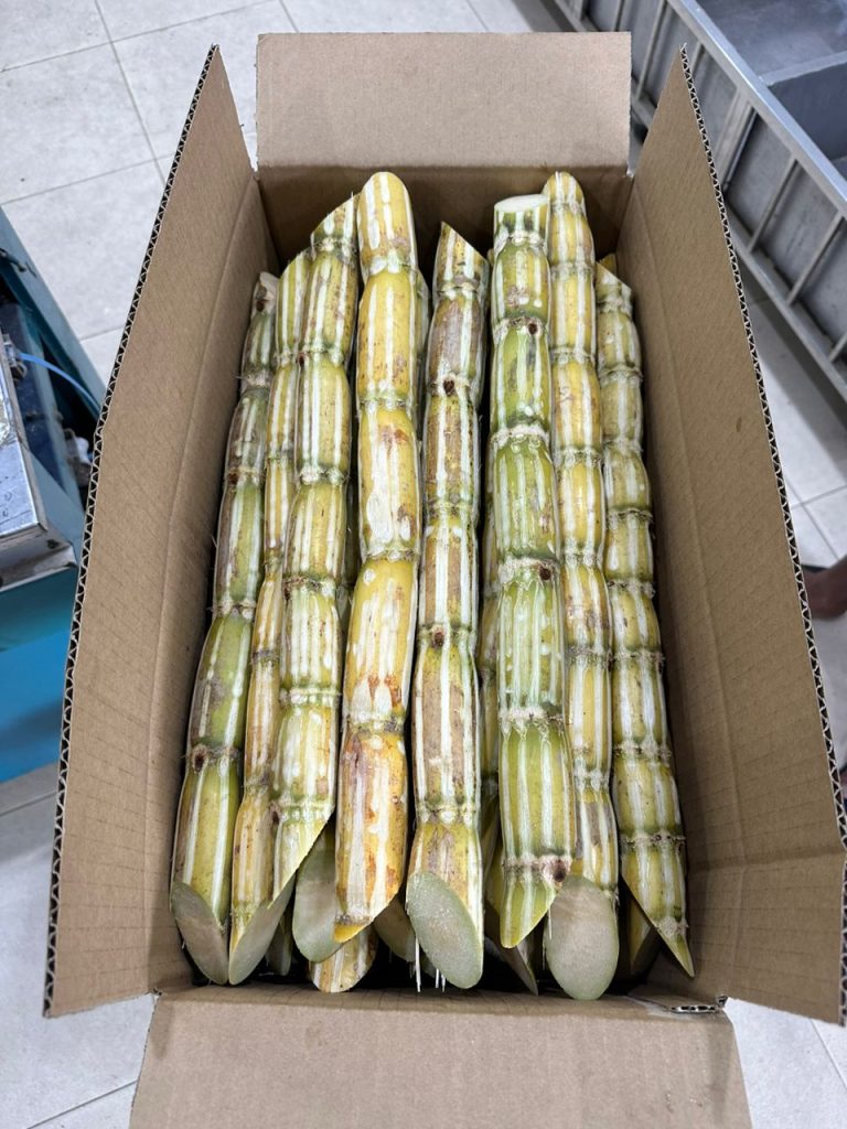 Sugarcane Supplier in Singapore