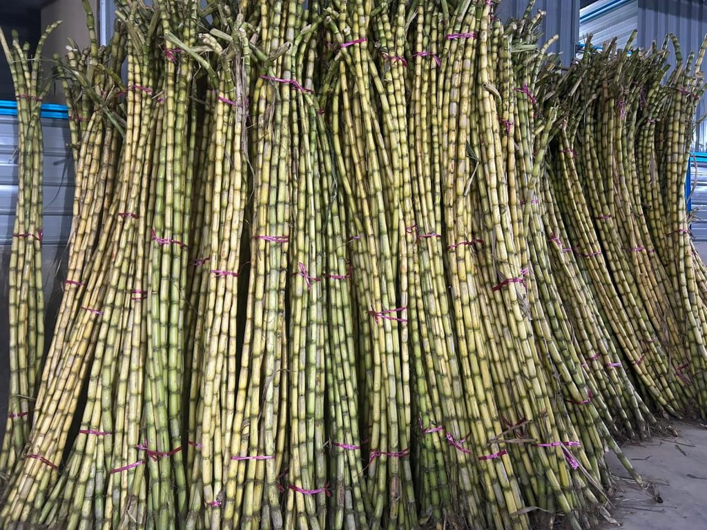 Fresh Sugarcane in Singapore