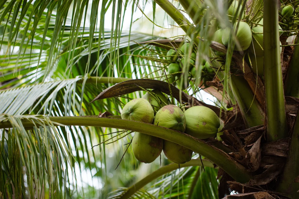 Fresh Thai Coconuts Fresh Thai Coconuts