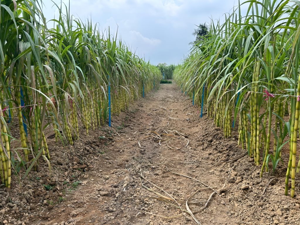 Malaysian Sugarcane in Singapore Malaysian Fresh Sugarcane in Singapore