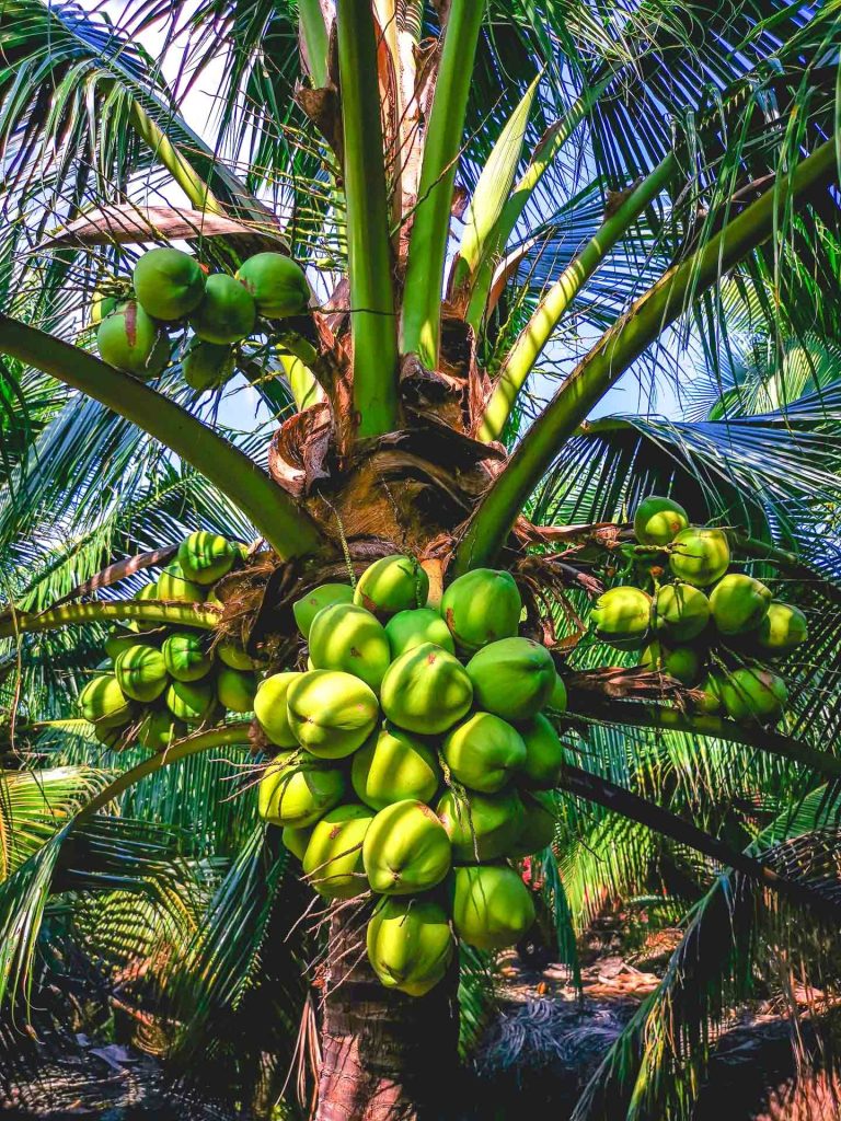 Nam Hom Thai Coconuts Nam Hom Thai Coconuts