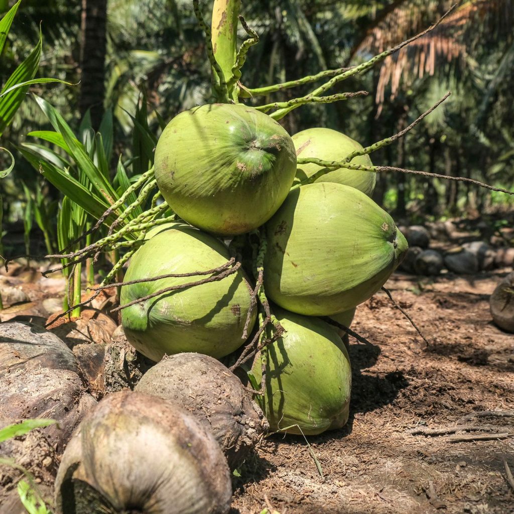 Thai Coconut Supplier Thai Coconut Supplier in Singapore