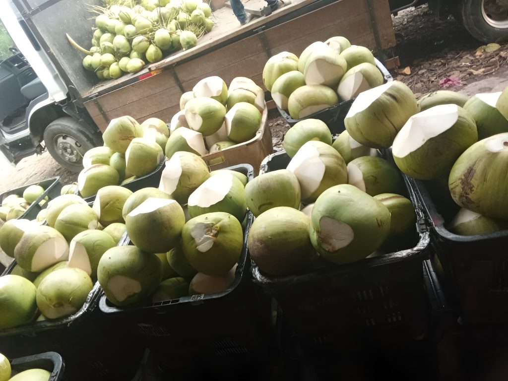 Thai Fresh Coconut in Singapore Fresh Coconut