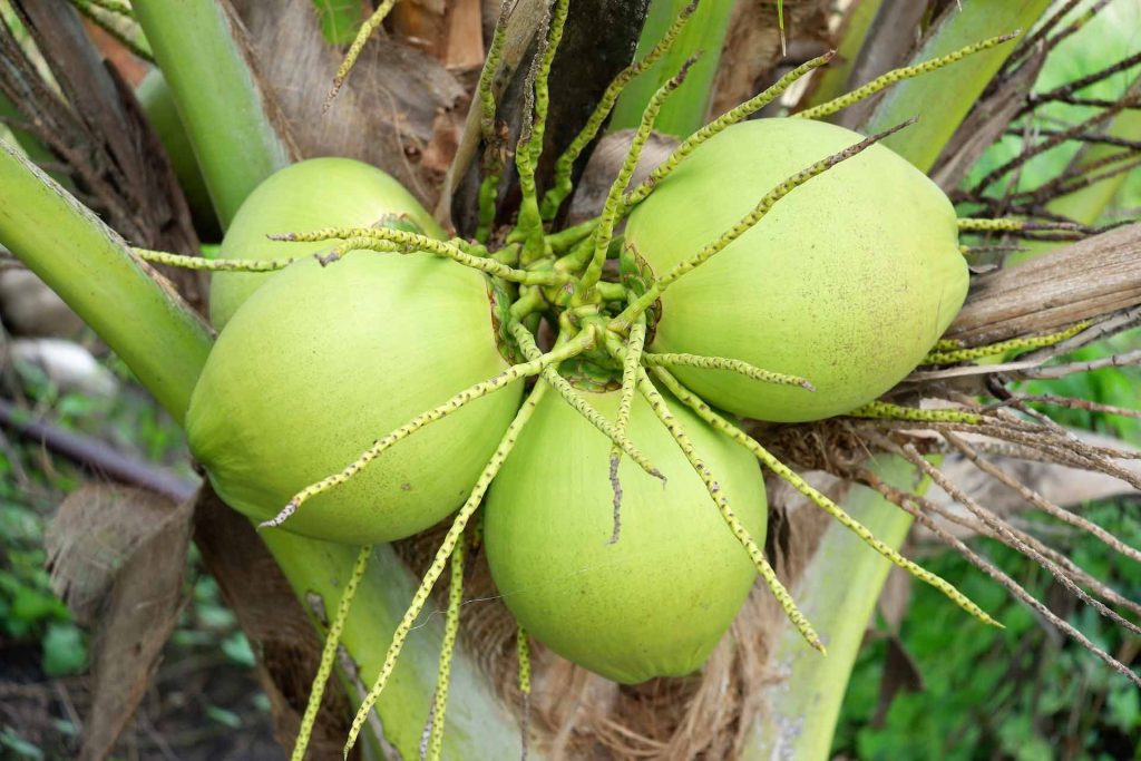 nam-hom-coconut Nam Hom Coconut